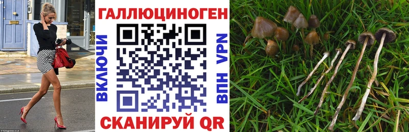 Галлюциногенные грибы Psilocybine cubensis  где можно купить наркотик  Юрга 